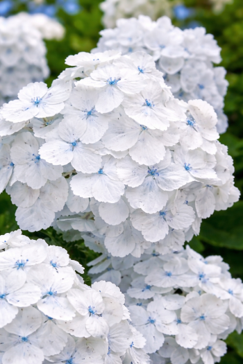Гортензія широколиста Мадам Еміль Мульє|Hydrangea macrophylla Mme Em. Mouillere|Гортензия крупнолистная Мадам Емиль Мулье 